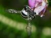Megachile pilidens